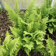 Hardy Fern Dryopteris affinis 'Crispa'